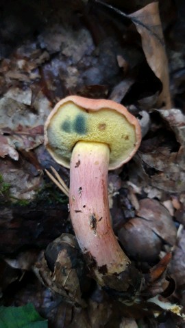 Rheubarbariboletus armeniacus