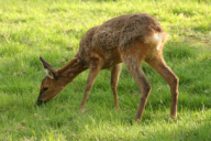 Capreolus capreolus