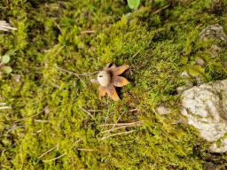 Geastrum fimbriatum