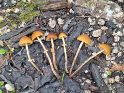 Conocybe blattaria