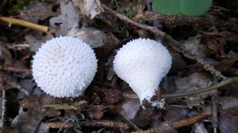 Lycoperdon perlatum