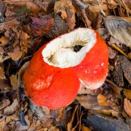 Russula rosea