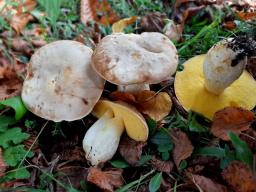 Hemileccinum impolitum