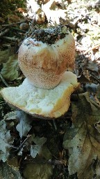 Boletus aereus