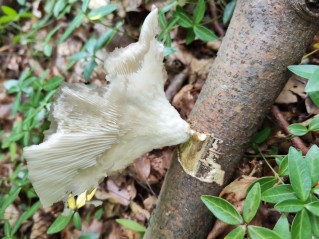 Pleurotus pulmonarius