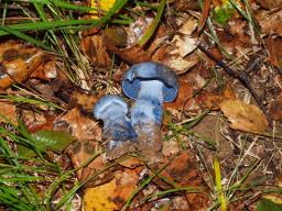 Cortinarius pseudocyanites