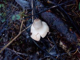 Geastrum fimbriatum