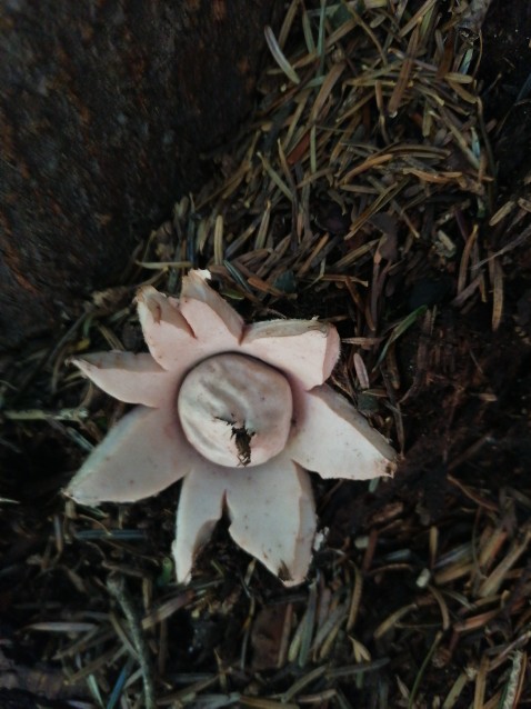 Geastrum rufescens