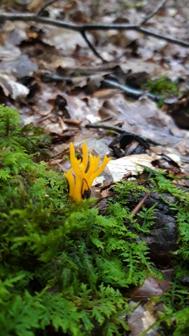 Calocera viscosa