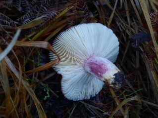 Russula sanguinaria