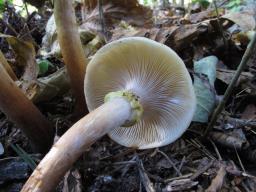 Armillaria mellea