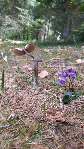 Entoloma hirtipes