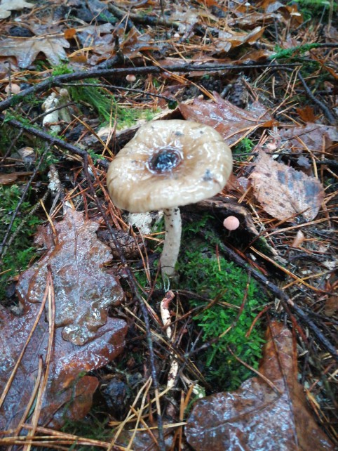 Hygrophorus olivaceoalbus