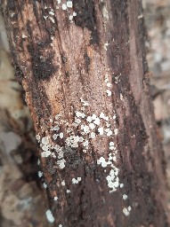 Dasyscyphella nivea