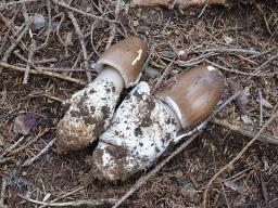 Amanita spadicea