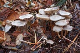 Marasmius wynneae