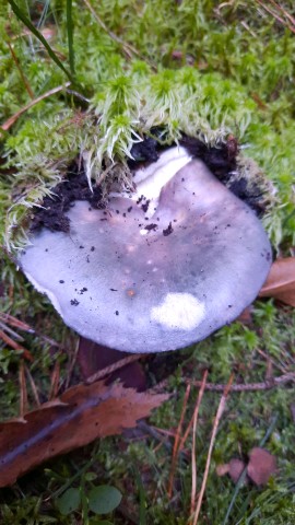 Russula cyanoxantha