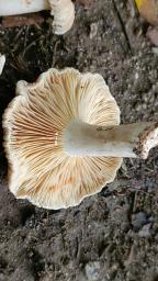 Lactarius ruginosus