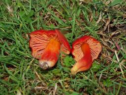 Hygrocybe punicea