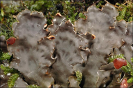 Peltigera horizontalis