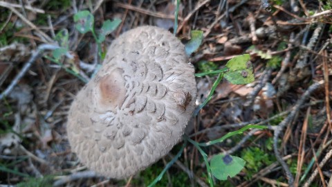 Chlorophyllum olivieri