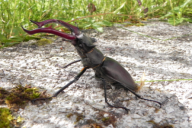 Lucanus cervus