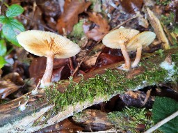 Gymnopilus penetrans