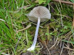 Entoloma mougeotii var. mougeotii