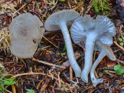 Hygrophorus pustulatus