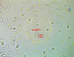 Callistosporium luteo-olivaceum