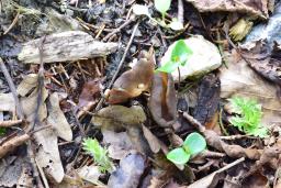 Helvella acetabulum