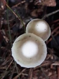 Mycena epipterygia