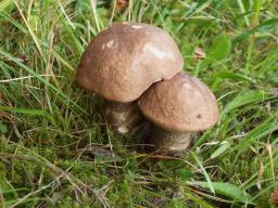 Leccinum duriusculum