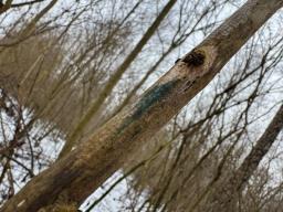 Lophiostoma viridarium