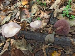 Mycena pelianthina