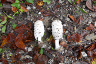 Coprinus comatus