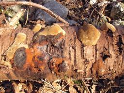 Phellinus pomaceus