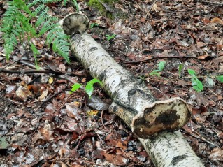 Fomitopsis betulina