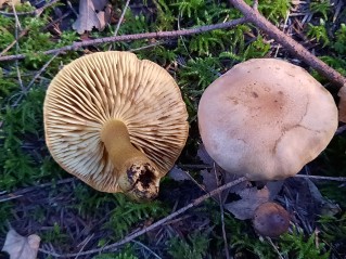 Tricholoma bufonium