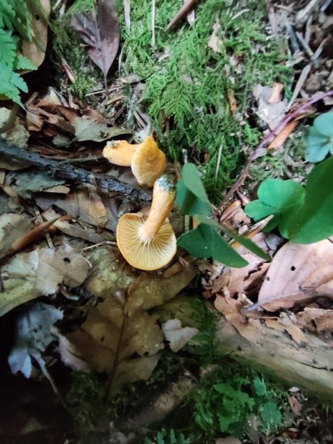 Cantharellus friesii
