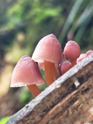 Mycena renati