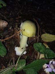 Amanita phalloides