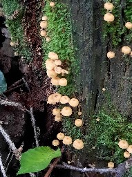 Xeromphalina campanella