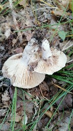 Russula densifolia