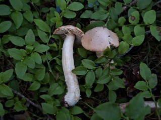 Cortinarius caperatus