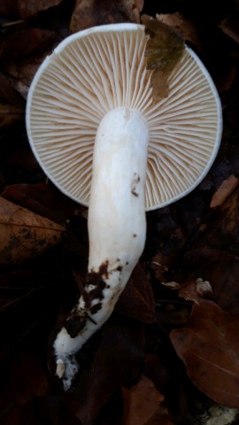 Hygrophorus cossus