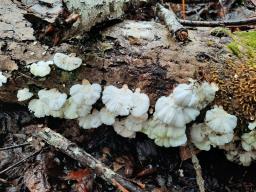 Trametes pubescens