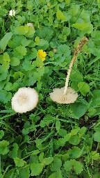 Marasmius oreades