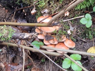 Hypholoma lateritium