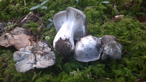 Hygrophorus marzuolus